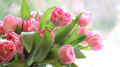 tulips-4026273_1280