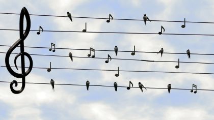 birds-2672101_1280